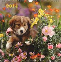 Календарь 2014 (на спирали). Щенки