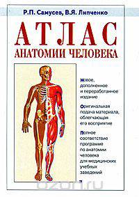 Атлас анатомии человека