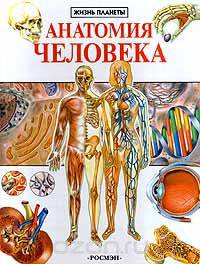 Анатомия человека