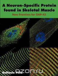 A Neuron-Specific Protein found in Skeletal Muscle
