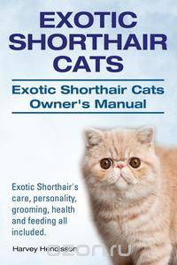 Exotic Shorthair Cats. Exotic Shorthair Cats Owner