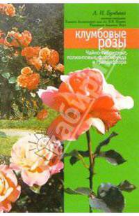 Клумбовые розы. Чайно-гибридные, полиантовые, флорибунда и грандифлора