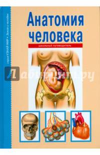 Анатомия человека. Школьный путеводитель