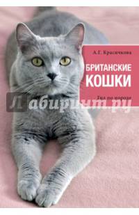 Британские кошки. Гид по породе