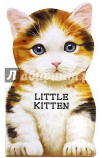 Little kitten