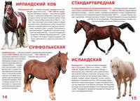 Большая книга. Лошади и пони. Для любознательных мальчиков и девочек