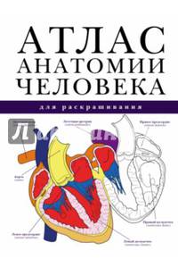 Атлас анатомии человека для раскрашивания