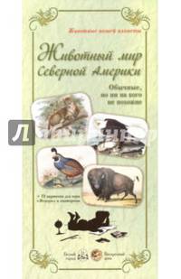 Животный мир Северной Америки. Обычные, но ни на кого не похожие