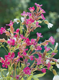 Полевые цветы из полимерной глины. Подробные мастер-классы