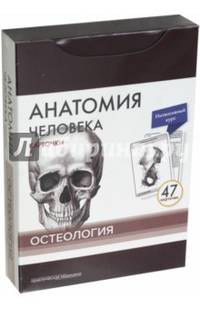 Анатомия человека. Остеология (47 карточек)