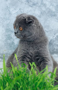 Shocked Cat (А5)