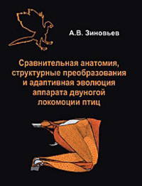 Сравнительная анатомия, структурные преобразования и адаптивная эволюция аппарата двуногой локомоции птиц