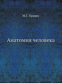 Анатомия человека