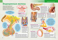 Энциклопедия человека. Как устроено наше тело