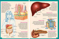 Анатомия человека. Энциклопедия для детей