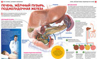 Тело человека. Анатомия и физиология. Детская энциклопедия