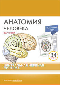 Анатомия человека. Центральная нервная система. КАРТОЧКИ (34 шт)