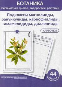 Ботаника. Систематика грибов, водорослей, растений. Блок 2: Подклассы магнолииды, ранункулиды, кариофиллиды, гамамелидиды, дилленииды. 44 гербарных карточек
