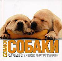 Собаки. Самые лучшие фотографии