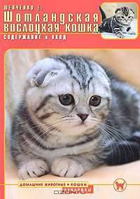 Шотландская вислоухая кошка : Содержание и уход