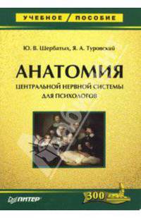 Анатомия центральной нервной системы для психологов