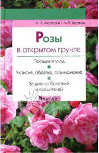 Розы в открытом грунте