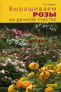 Выращиваем розы на дачном участке