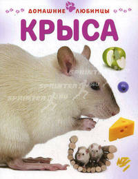 Крыса