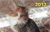 Котенок. Настенный трехблочный квартальный календарь с курсором на 2012 год