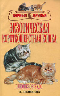 Экзотическая короткошерстная кошка. Плюшевое чудо