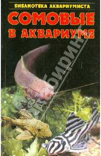 Сомовые в аквариуме