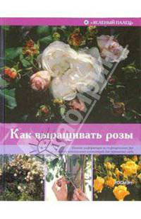 Как выращивать розы