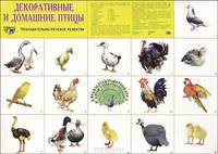 Демонстрационный плакат "Декоративные и домашние птицы"