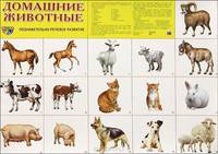Домашние животные. Плакат