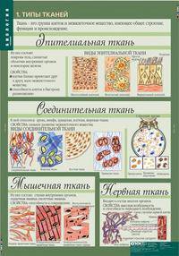 Комплект таблиц. Биология. 8-9 классы. Человек (12 таблиц)