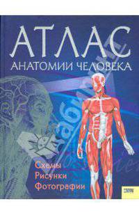 Атлас анатомии человека