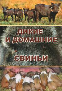 Дикие и домашние свиньи