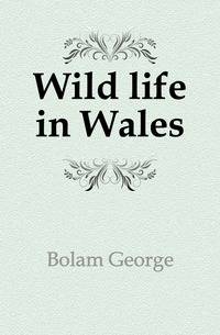 Wild life in Wales