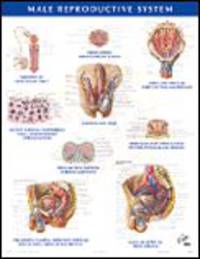 Male Reproductive System Chart