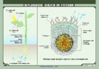 Передвижение веществ по растению. Плакат