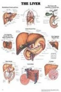 The Liver Anatomical Chart