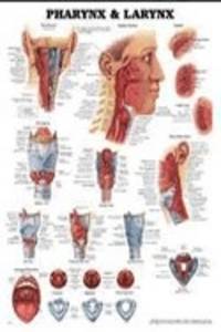 Pharynx & Larynx Anatomical Chart
