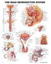 The Male Reproductive System Anatomical Chart