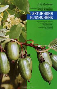 Актинидия и лимонник