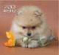 Календарь 2013. Щенки 12 л