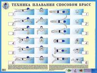 Учись плавать. Техника плавания способом брасс. Наглядное пособие