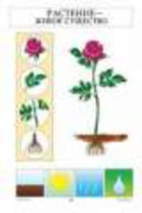 plant speech plant speech