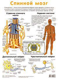 Спинной мозг. Пищеварительная система