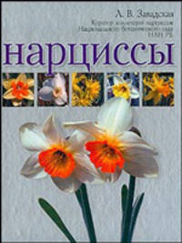 Нарциссы - (Цветы и кустарники) [тв.]