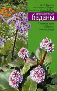 Вечнозеленые баданы